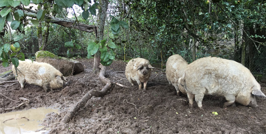 élevage de porcs pour Jambons secs